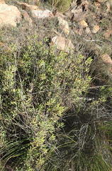 Crassula mollis
