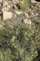 Crassula mollis