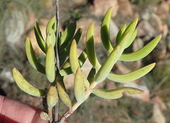 Crassula mollis
