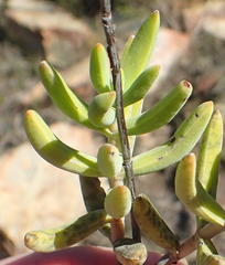 Crassula mollis