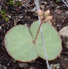 Crassula umbella