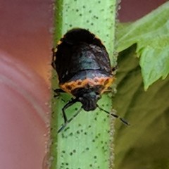 Cosmopepla uhleri