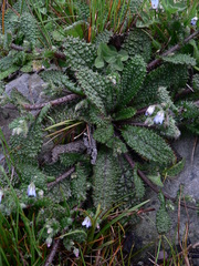 Borago pygmaea