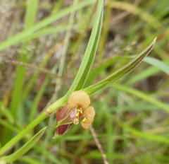 Commelina subulata