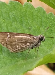 Torbenlarsenia gemella