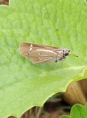 Torbenlarsenia gemella