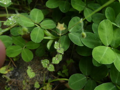 Drymaria villosa