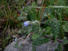 Borago pygmaea