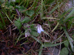 Borago pygmaea