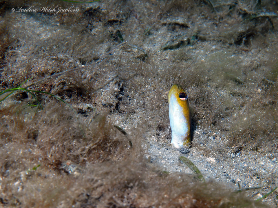 Yellow Garden Eel
