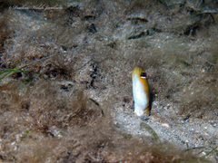 Yellow Garden Eel photo 2