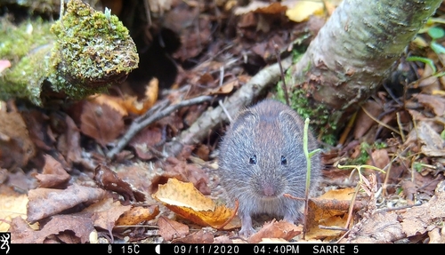Grey Red-backed Vole, Holmfjell, Tana, Norge, photo 10 of 10