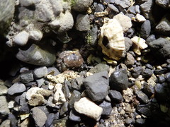 Pseudohelice subquadrata