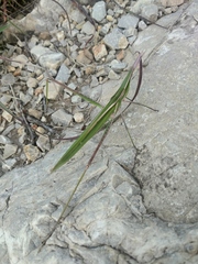 Acrida cinerea