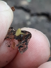 Lanzia luteovirescens