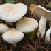 Tricholoma stiparophyllum - Photo (c) Marco Floriani, some rights reserved (CC BY-NC), uploaded by Marco Floriani