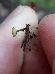 Lanzia luteovirescens