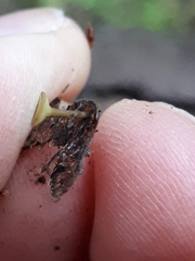 Lanzia luteovirescens