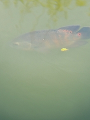 Astronotus ocellatus