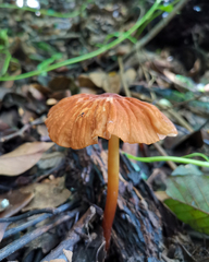 Marasmius berteroi