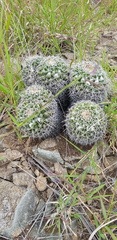 Mammillaria karwinskiana karwinskiana