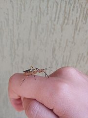 Armillatus