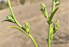 Corispermum villosum