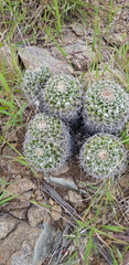 Mammillaria karwinskiana karwinskiana