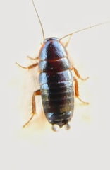 Loboptera decipiens