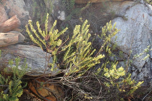 Clutia polifolia (Clutia polifolia)