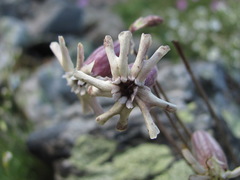 Silene lychnidea