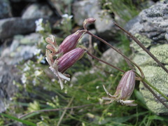 Silene lychnidea