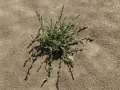 Corispermum villosum