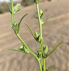 Corispermum villosum