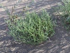 Corispermum villosum