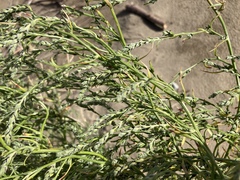 Corispermum villosum