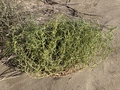 Corispermum villosum