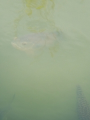 Astronotus ocellatus
