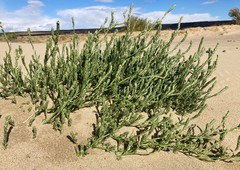 Corispermum villosum