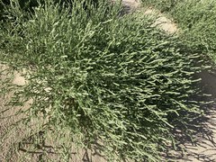 Corispermum villosum