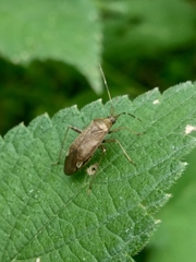 Adelphocoris nigritylus