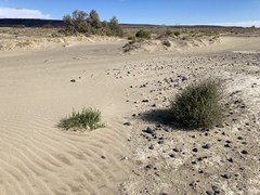 Corispermum villosum