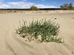 Corispermum villosum