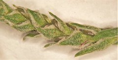 Corispermum villosum