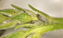 Corispermum villosum