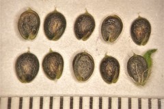 Corispermum villosum