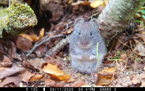 Grey Red-backed Vole