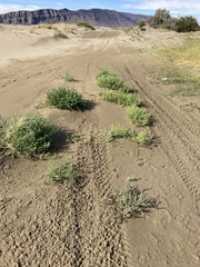 Corispermum villosum