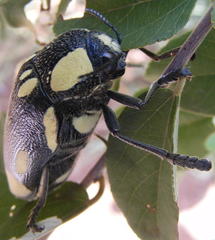 Sternocera orissa orissa