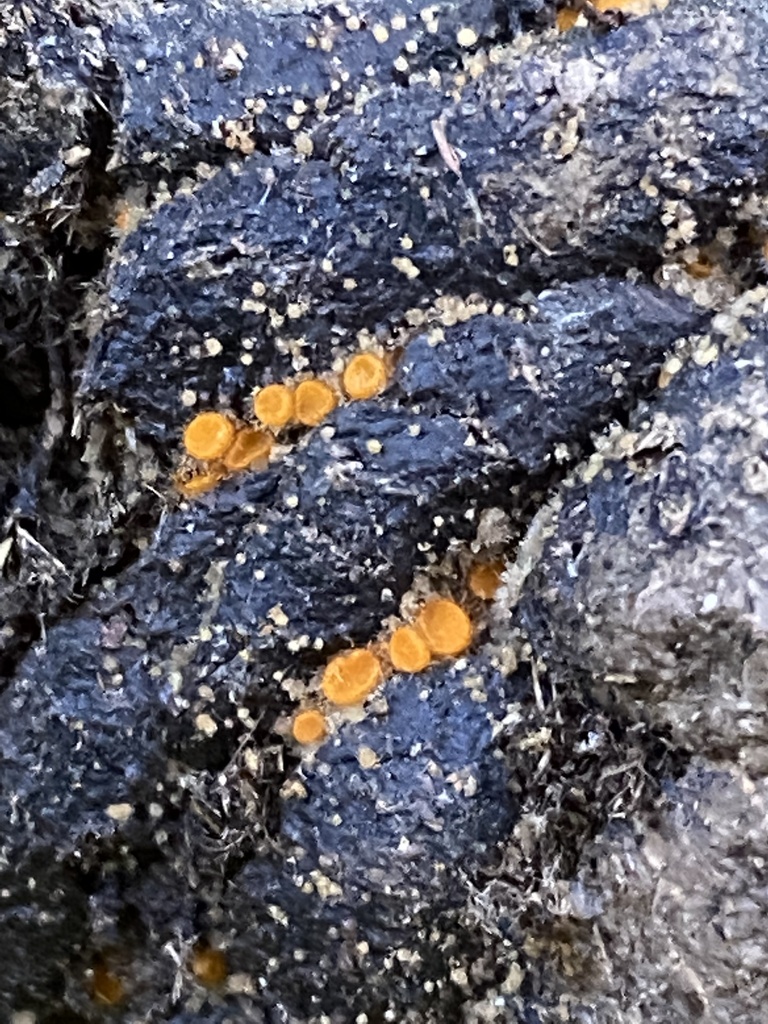 Cheilymenia sp. 'PNW01'